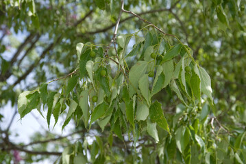Celtis austrakis, Micocoulier