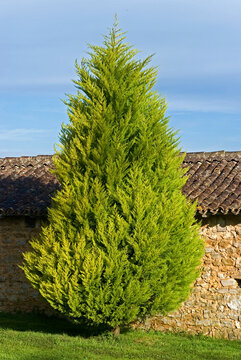 x cupressocyparis x leylandii 'Castlewellan Gold' , Cypr&eacute;s de Leyland