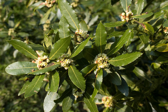 Laurus nobilis, Laurier sauce
