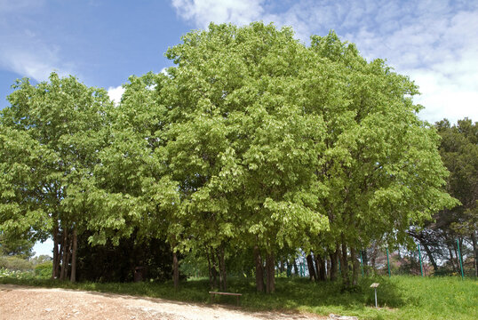 Celtis austrakis, Micocoulier