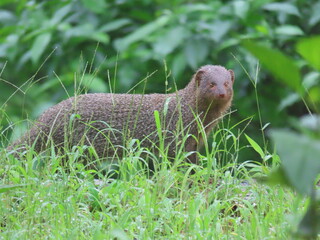 Mongoose in jungle