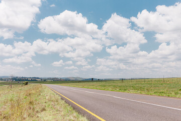 Dullstroom field with Nguni cows