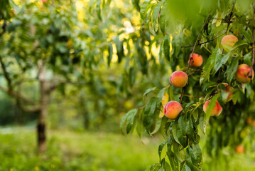 peach tree with fruits in the garden