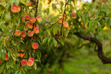 peach tree with fruits in the garden