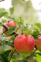 red apples with raindrops hanging on a branch