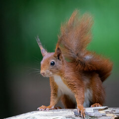 Red squirrel in the woods