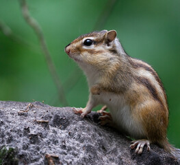 Naklejka na ściany i meble Closeup squirrel in the forest