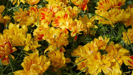 Tulpen aus Amsterdam