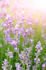 Close up of lavender flowers. Beautiful lavender field, Moldova