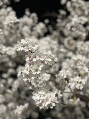 white cherry blossoms on a spring night