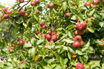 apples on old overloaded trees in red and green