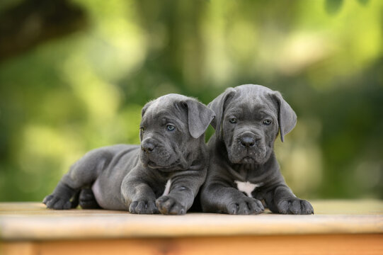 two grey cane corso puppies lying down outdoors in summer
