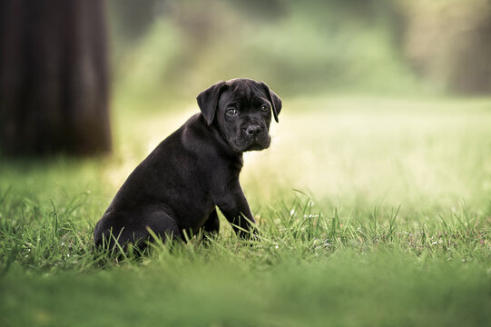 black cane corso puppy sitting outdoors in summer
