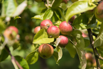 apples on old overloaded trees in red and green