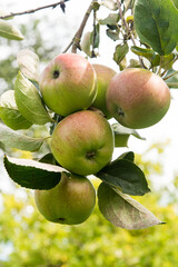 apples on old overloaded trees in red and green