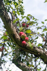 apples on old overloaded trees in red and green