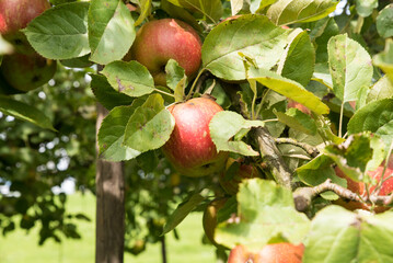 apples on old overloaded trees in red and green