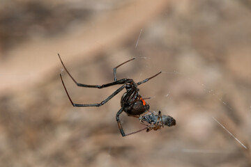 A venomous Brown Button spider (Latrodectus geometricus) on its web in the wild	