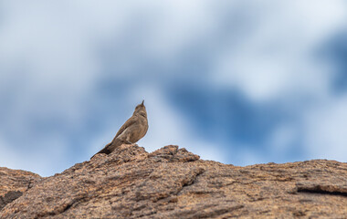 Arabian babbler