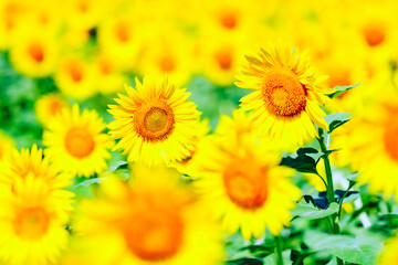 Obraz premium ひまわり畑