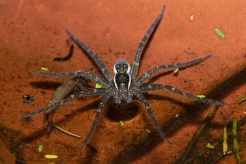 Close-up of a beautiful Radiatolineatus fish-eating spider (Nilus radiatolineatus) on a shallow pool of water