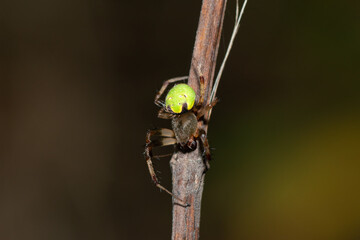 Close-up of a gorgeous Green Hairy Field Spider (Neoscona rufipalpis) in the wild
