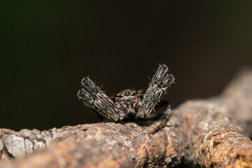 Close-up of a beautiful male hairy field spider (Neoscona sp.) 