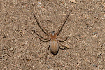 A medically significant yellow sac spider (Cheiracanthium) foraging on a warm summer's night 