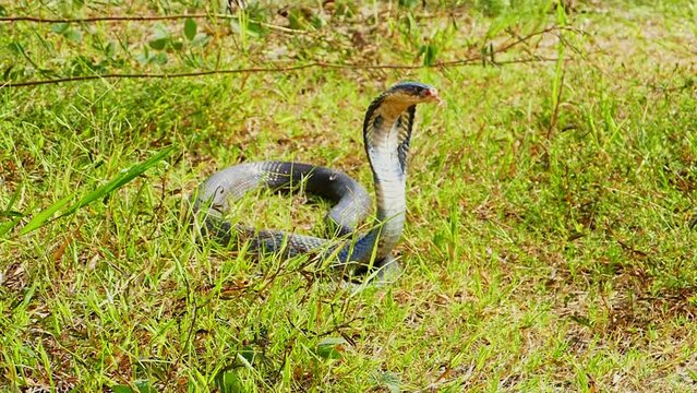 A cobra spreads its hood on the ground Its scales shimmer in the sun. .Its eyes stare intently, watching for any sign of danger. .It is ready to strike at a moment's notice. .green grass background..