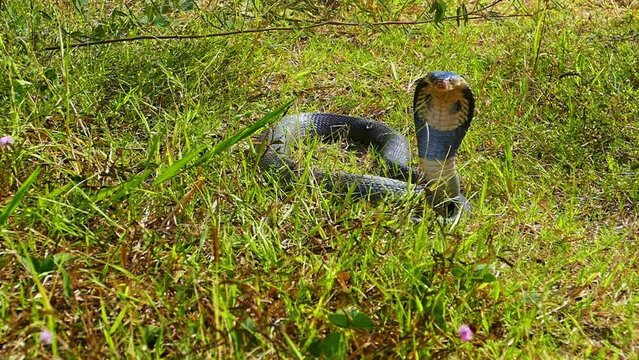 .Spreading hood of a cobra. Its eyes scan the area for potential threats. .It slithers through the grass quietly..The cobra is a master of camouflage, ready to protect itself if needed..