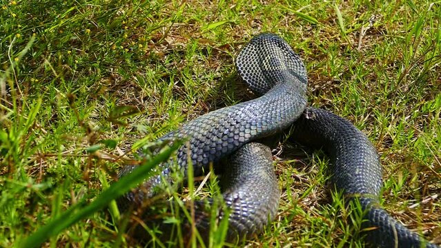 A cobra spreads its hood on the ground Its scales shimmer in the sun. .Its eyes stare intently, watching for any sign of danger. .It is ready to strike at a moment's notice. .green grass background..