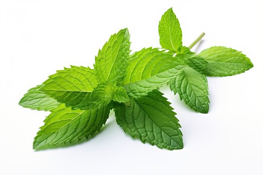 fresh mints leaf isolated on white background