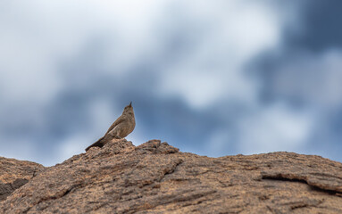 Arabian babbler