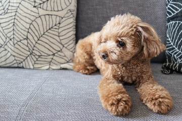 ソファに座るトイプードル