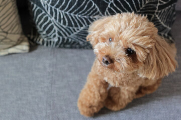 ソファに座るトイプードル