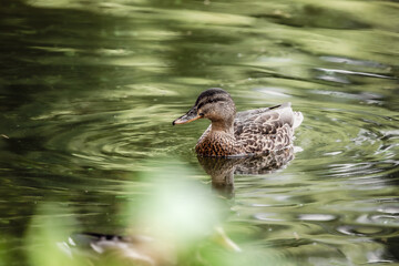 Duck on water. Animals in the wild. Autumn nature. Hunting season. Reflection in water. River water. Waterfowl close-up. Zoo residents. A gray duck swims in a clear lake in autumn.