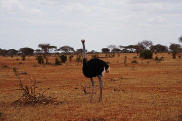 Naklejka premium Male Masai Ostrich on african savanna at Tsavo East National Park in Kenya