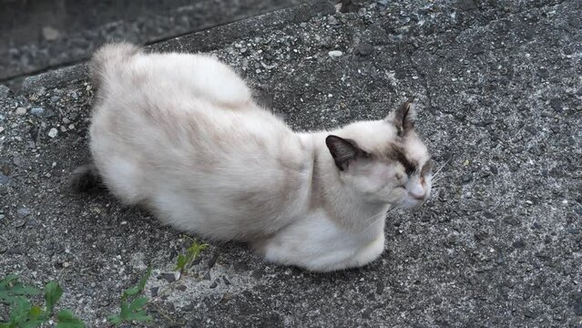 石垣の上で休む猫