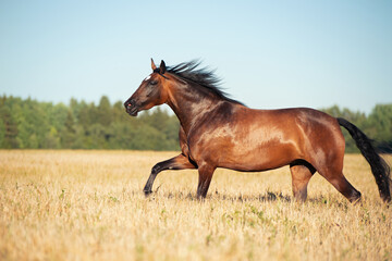 bay young mare  running speedly  in rye meadow at sunny evening. close up