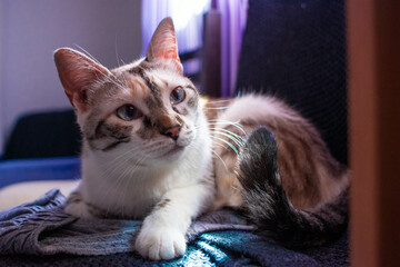 Detalle de gata atigrada tricolor de ojos azules sentada en una silla mirando atentamente hacia un...