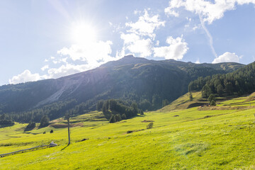Obraz premium alpine meadow in the mountains