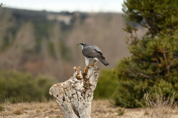 aves de la sierra abulense