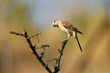 aves de la sierra abulense