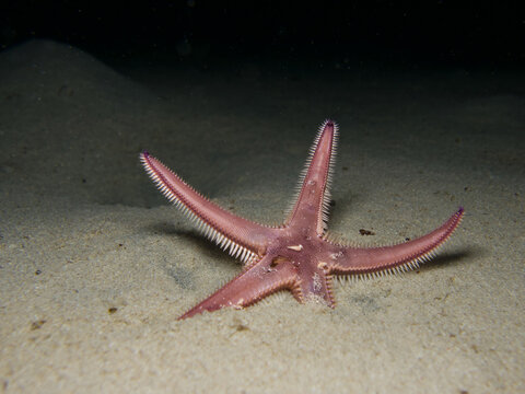 Starfish unburies itself