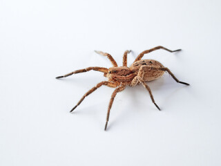 Wolf spider from the Lycosidae Family on a white background.
