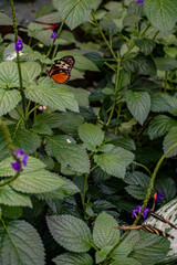 Colorful butterfly on a leaf in the tropical forest