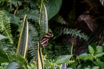 Butterfly on a leaf in the tropical forest