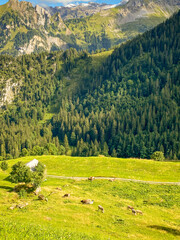 meadow in the Switzerland&rsquo;s mountains