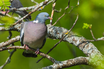 Common wood pigeon (Columba palumbus) © Johannes Jensås