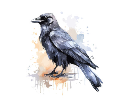 Crow watercolor. Vector illustration design